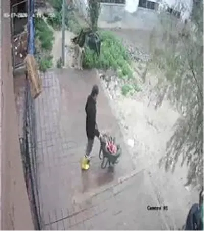 Kozan'daki barınağa ölü köpekler çuvalla taşındı iddiası Kozan'daki barınağa ölü köpekler çuvalla taşındı iddiası