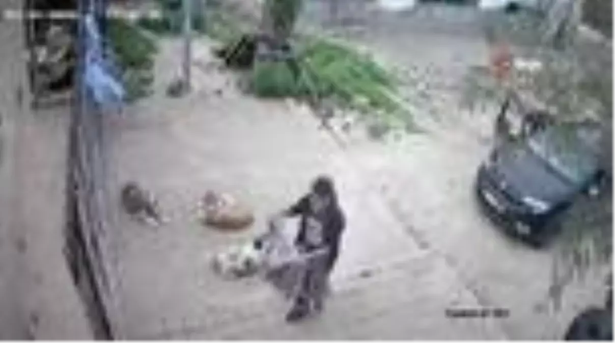 Kozan'daki barınağa ölü köpekler çuvalla taşındı iddiası