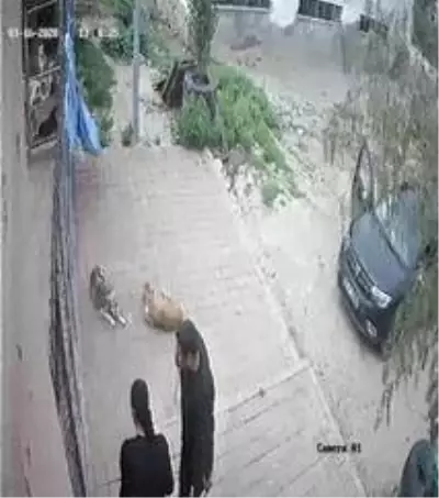 Kozan'daki barınağa ölü köpekler çuvalla taşındı iddiası Kozan'daki barınağa ölü köpekler çuvalla taşındı iddiası