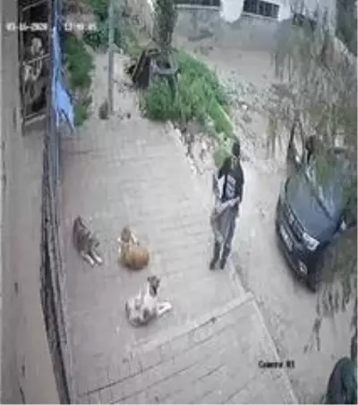 Kozan'daki barınağa ölü köpekler çuvalla taşındı iddiası Kozan'daki barınağa ölü köpekler çuvalla taşındı iddiası