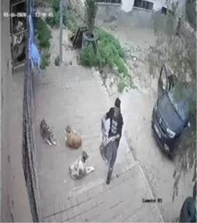 Kozan'daki barınağa ölü köpekler çuvalla taşındı iddiası Kozan'daki barınağa ölü köpekler çuvalla taşındı iddiası