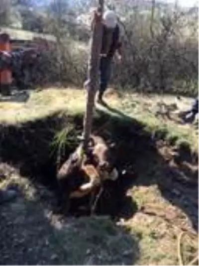 Define çukuruna düşen inek kurtarıldı