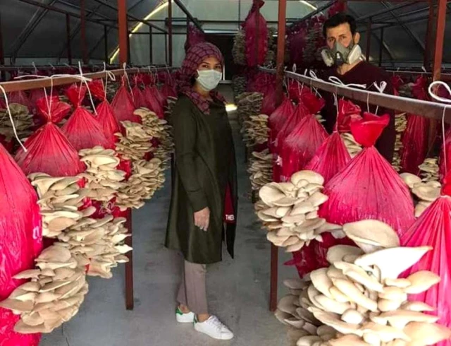 Aydın'da yaşayan çift, devletten aldığı 30 bin liralık hibeyle yıllık 8 ton mantar üretiyor