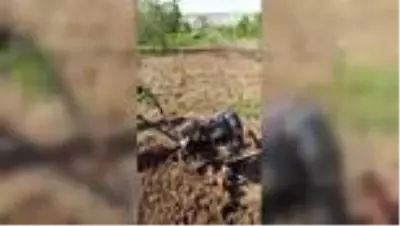 Din görevlileri vatandaşın tarlasını sürdü Din görevlileri vatandaşın tarlasını sürdü