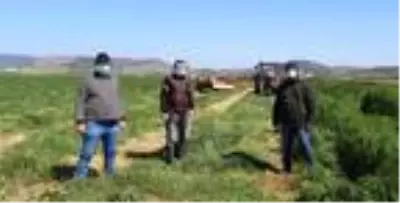 Foçalı çiftçi, hem ekim, hem de hasat için tarlada Foçalı çiftçi, hem ekim, hem de hasat için tarlada