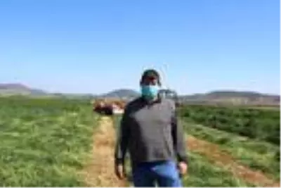 Foçalı çiftçi, hem ekim, hem de hasat için tarlada Foçalı çiftçi, hem ekim, hem de hasat için tarlada