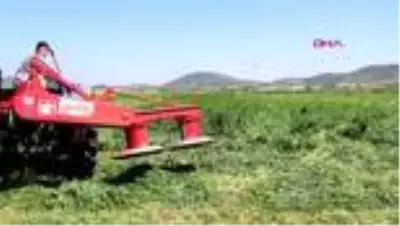İZMİR Foçalı çiftçi, hem ekim, hem de hasat için tarlada İZMİR Foçalı çiftçi, hem ekim, hem de hasat için tarlada