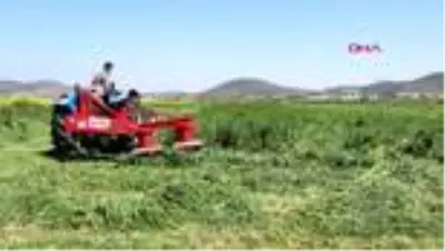 İZMİR Foçalı çiftçi, hem ekim, hem de hasat için tarlada İZMİR Foçalı çiftçi, hem ekim, hem de hasat için tarlada