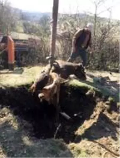 Kütahya'da definecilerin açtığı çukura düşen ineği itfaiye kurtardı
