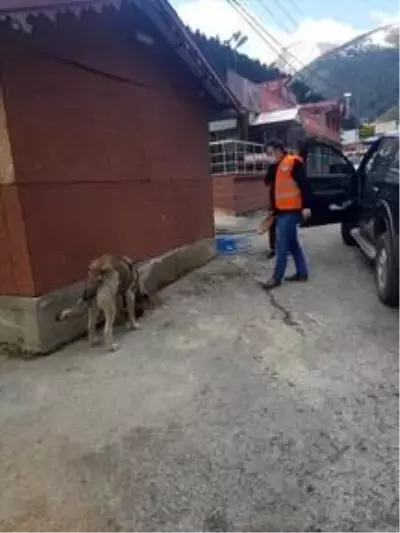 Trabzon'da hayvanlar için sokaklara 5 bin kilogram mama bırakıldı Trabzon'da hayvanlar için sokaklara 5 bin kilogram mama bırakıldı