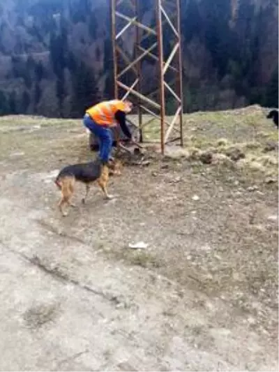 Trabzon'da hayvanlar için sokaklara 5 bin kilogram mama bırakıldı Trabzon'da hayvanlar için sokaklara 5 bin kilogram mama bırakıldı