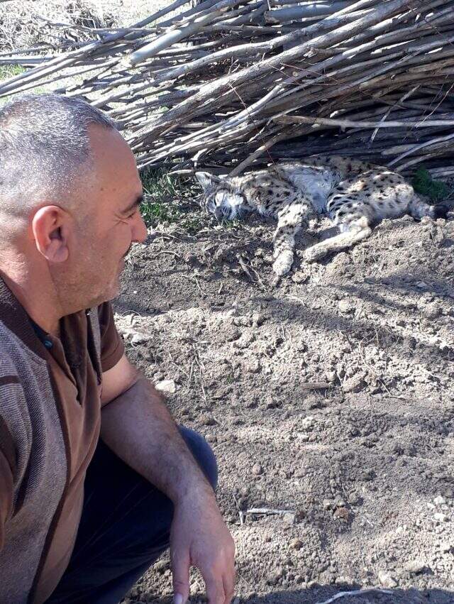 Nesli tükenmekte olan vaşak, Bayburt'ta bitkin halde görüntülendi