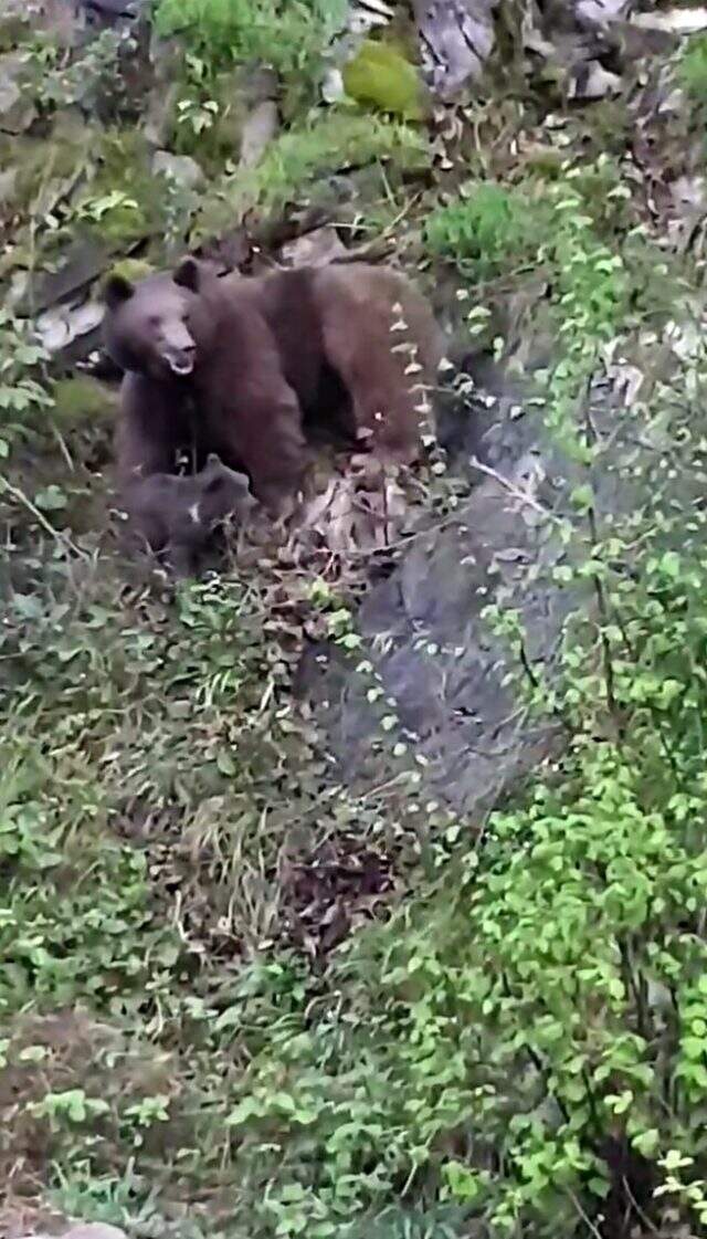Rize'de anne ayının yavrularını kurtarma mücadelesi görüntülendi