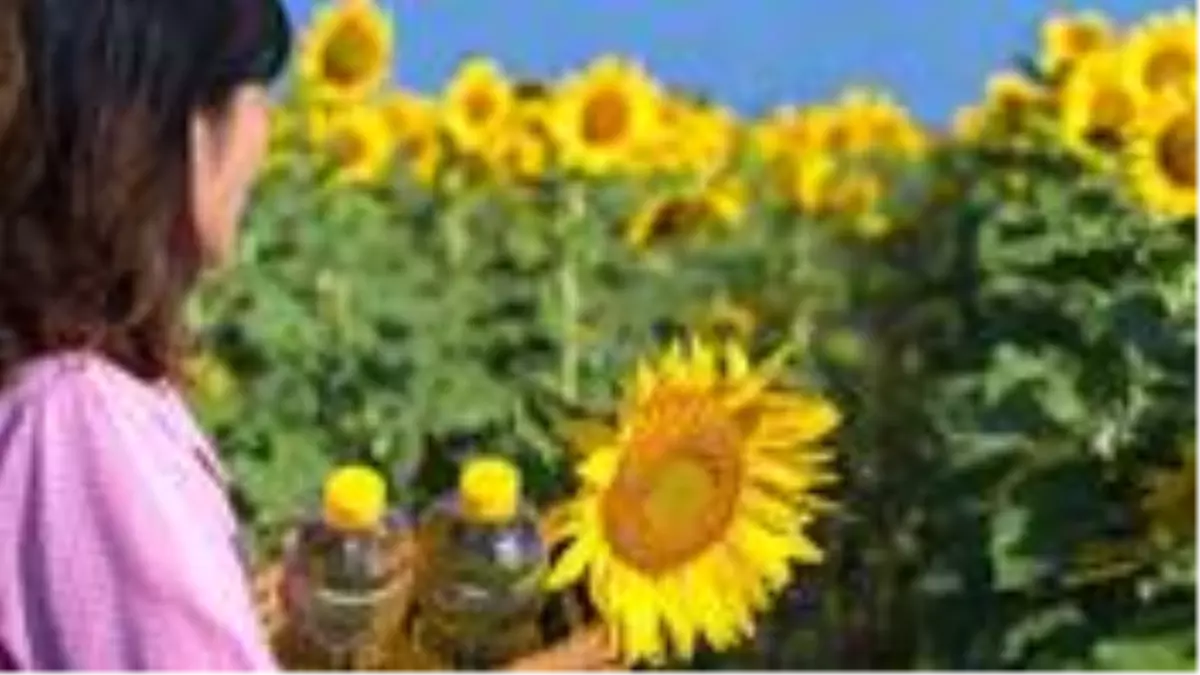 Sadece hasat döneminde geçerli olmak üzere, ayçiçeği yağı ve tohumunun ithalatında gümrük vergisi düşürüldü