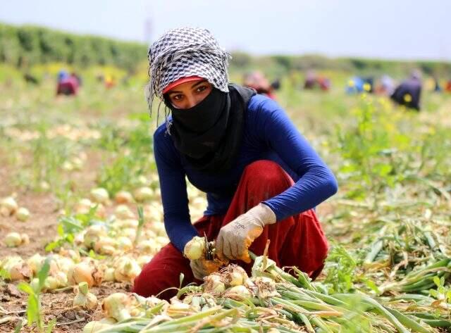 Sokağa çıkma yasağından muaf tutulan tarım işçileri, erken saatlerde mesaiye başladı.