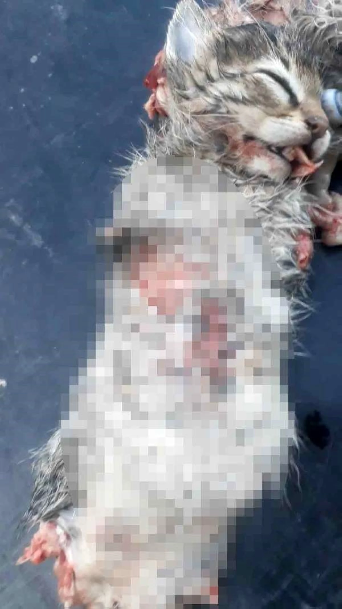 Bacakları ve kuyruğu kesilmiş 2 yavru kedi, ölü bulundu Haberler