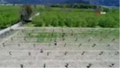 Bursa ovasında çiftçiler hasat yaptı, meyvelerini ilaçladı Bursa ovasında çiftçiler hasat yaptı, meyvelerini ilaçladı