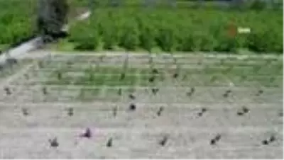 Bursa ovasında çiftçiler hasat yaptı, meyvelerini ilaçladı Bursa ovasında çiftçiler hasat yaptı, meyvelerini ilaçladı