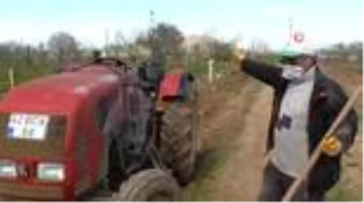 Elektrik direkleri üzerindeki leylek yuvaları ilgi odağı