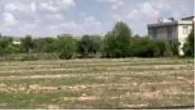 Sokağa çıkma kısıtlaması nesli tükenen Kelaynaklara yaradı