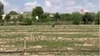 Sokağa çıkma kısıtlaması nesli tükenen Kelaynaklara yaradı