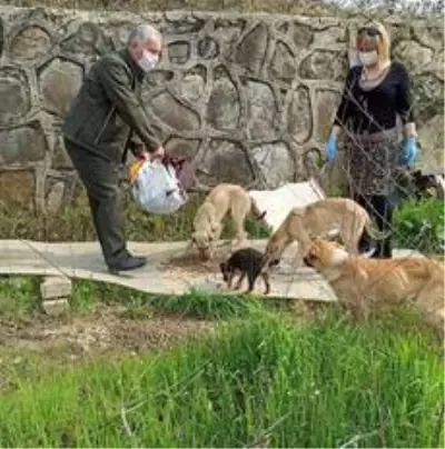 Sokak hayvanlarına mama dağıtımı sürüyor Sokak hayvanlarına mama dağıtımı sürüyor
