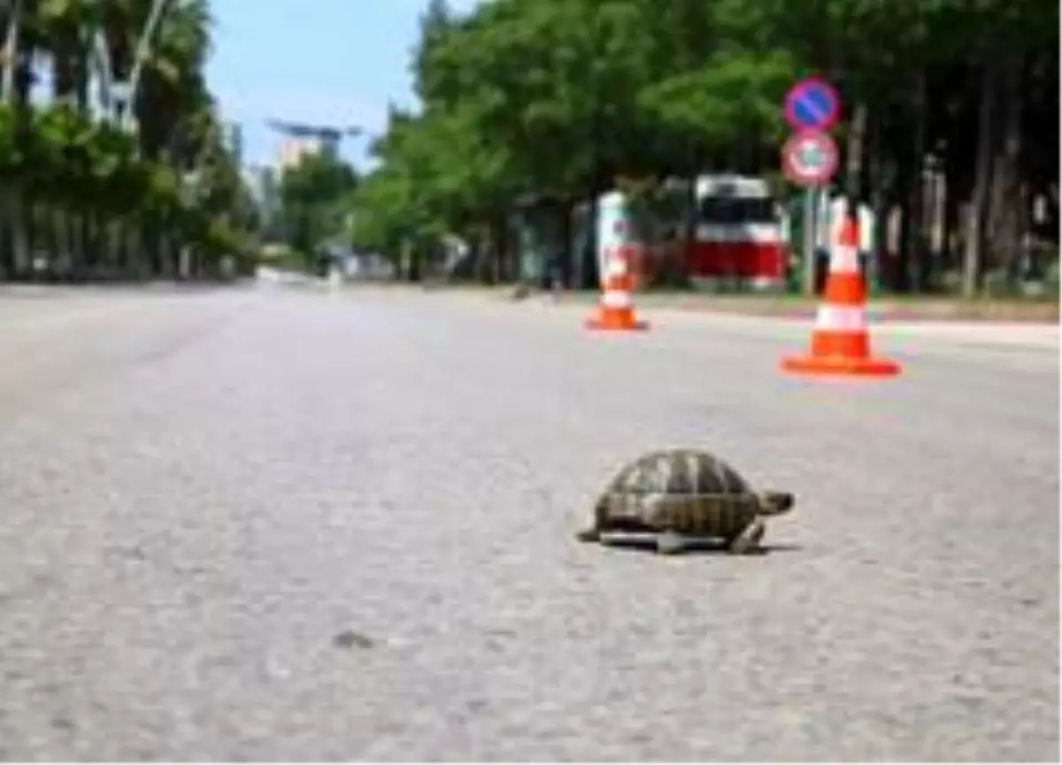 Yollar kaplumbağaya kaldı