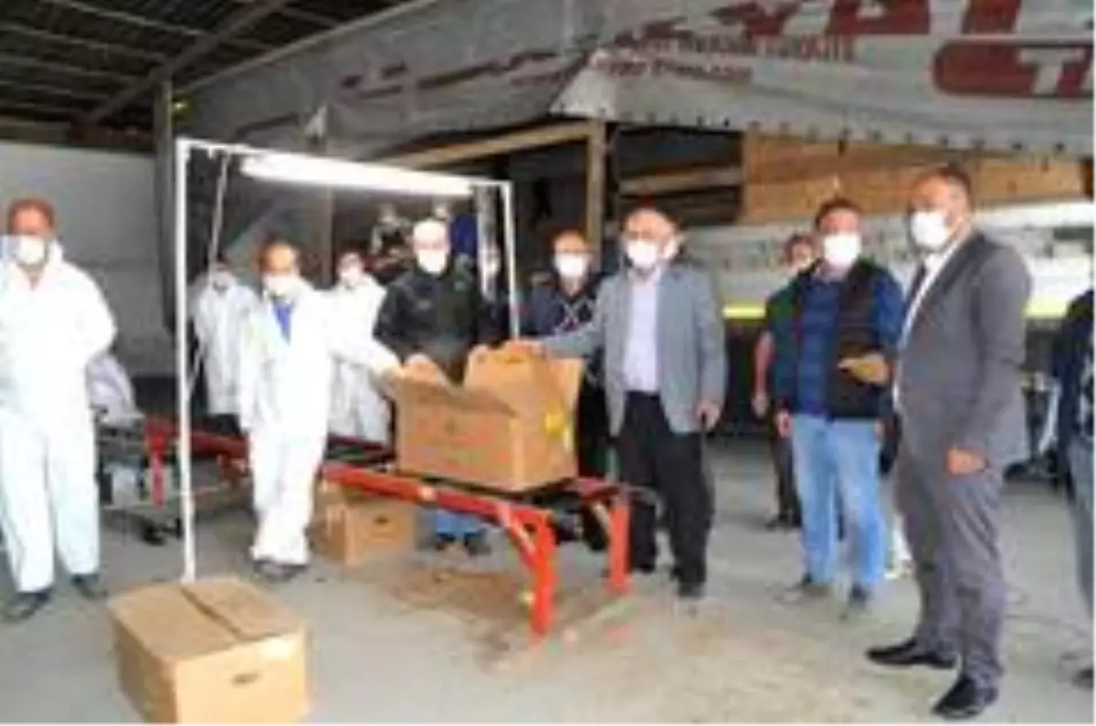 Bafra'da tütün alımları başladı