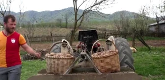 Batı Karadeniz'de patates ekimine başlandı - DÜZCE