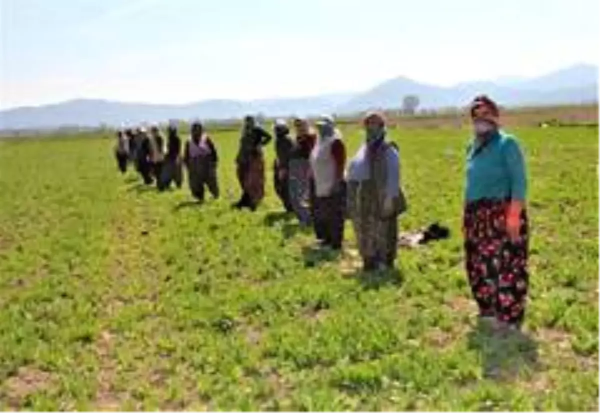 Haşhaşın anavatanında üretim devam ediyor