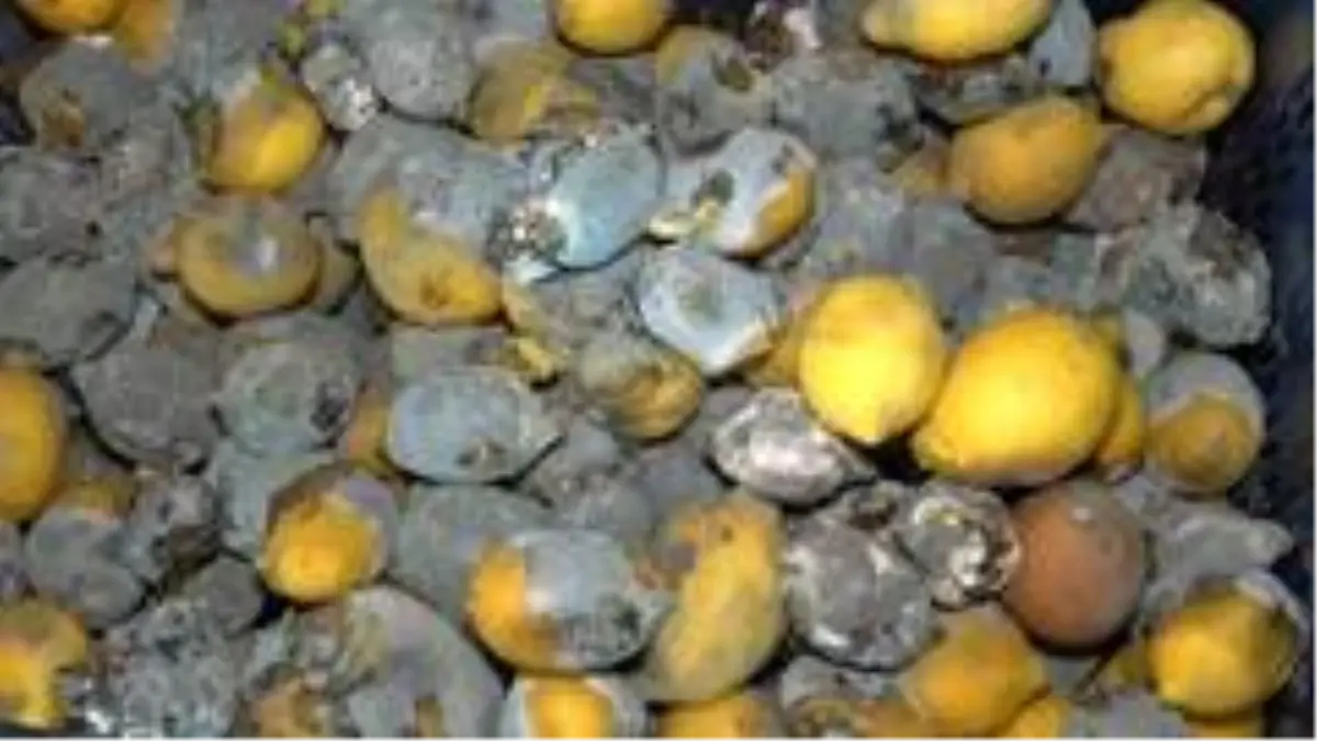 İç piyasaya sürülmeyen limon çürüyor
