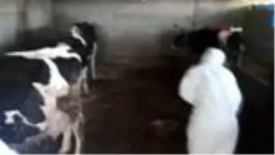 Korona hastası yaşlı çiftin hayvanlarının bakımını ilçe tarım yapıyor Korona hastası yaşlı çiftin hayvanlarının bakımını ilçe tarım yapıyor