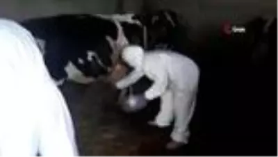 Korona hastası yaşlı çiftin hayvanlarının bakımını ilçe tarım yapıyor Korona hastası yaşlı çiftin hayvanlarının bakımını ilçe tarım yapıyor