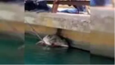 Sulama kanalına düşen kurt itfaiye ekipleri tarafından kurtarıldı Sulama kanalına düşen kurt itfaiye ekipleri tarafından kurtarıldı