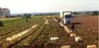 Seydikemer: Hasadına başlanan turfanda patates verimi ve fiyatıyla üreticisini sevindirdi Seydikemer: Hasadına başlanan turfanda patates verimi ve fiyatıyla üreticisini sevindirdi
