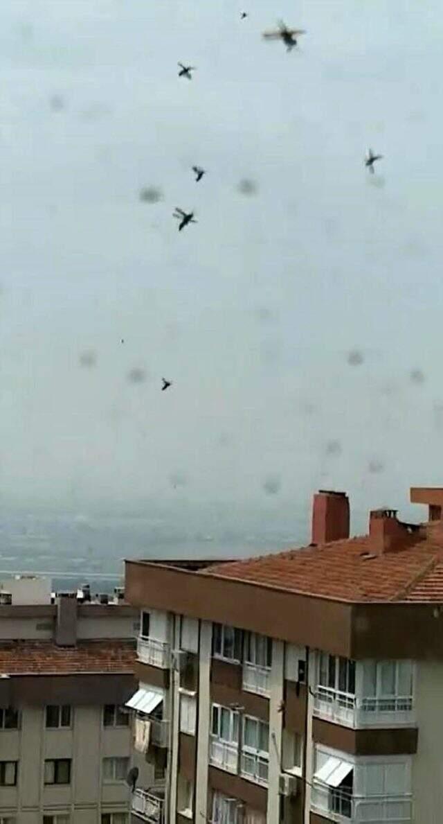 İzmir'de korkutan 'böcek istilası' görüntüleri saniye saniye kameralara yansıdı