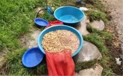 Salep soğanı toplayan şahsa, biyolojik çeşitliliği tahrip ettiği gerekçesiyle 73.747 lira para cezası kesildi.