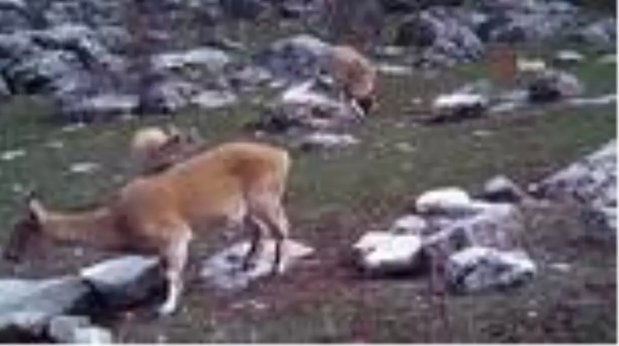 Yaban keçileri yerleşim yerlerine alıştı