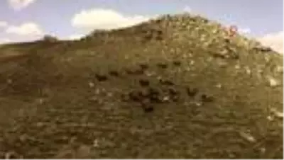 Yellibel Yaylası'nda görüntülenen yılkı atları belgesellik görüntüler ortaya çıkardı Yellibel Yaylası'nda görüntülenen yılkı atları belgesellik görüntüler ortaya çıkardı