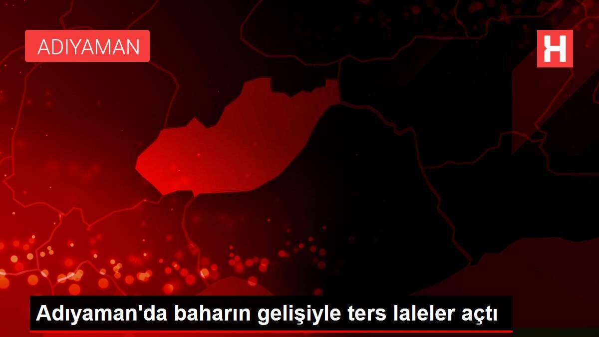 Adıyaman'da baharın gelişiyle ters laleler açtı