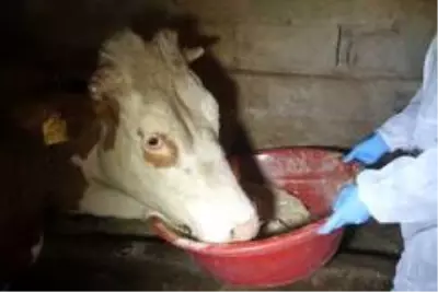 Aile karantinaya alındı, hayvanlarına Vefa ekibi bakmaya başladı Aile karantinaya alındı, hayvanlarına Vefa ekibi bakmaya başladı