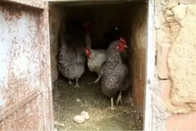 Aile karantinaya alındı, hayvanlarına Vefa ekibi bakmaya başladı Aile karantinaya alındı, hayvanlarına Vefa ekibi bakmaya başladı