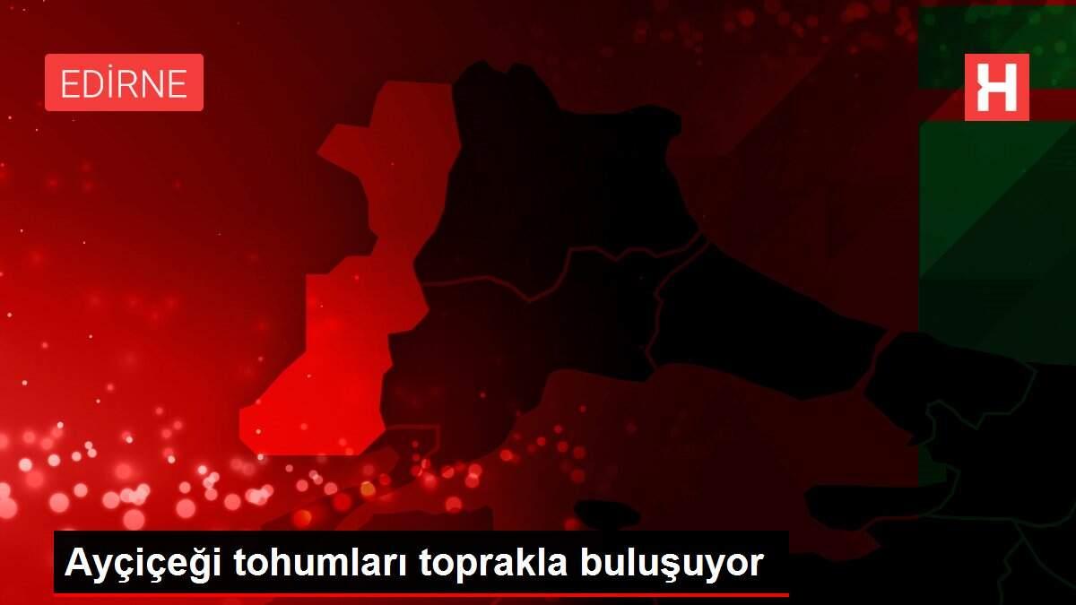 Ayçiçeği tohumları toprakla buluşuyor