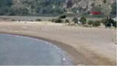 Koronavirüs tedbirleri caretta carettalara yaradı Koronavirüs tedbirleri caretta carettalara yaradı