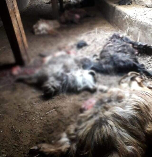 Ahırın damını kazıp içeri giren ayı, 25 koyunu telef etti