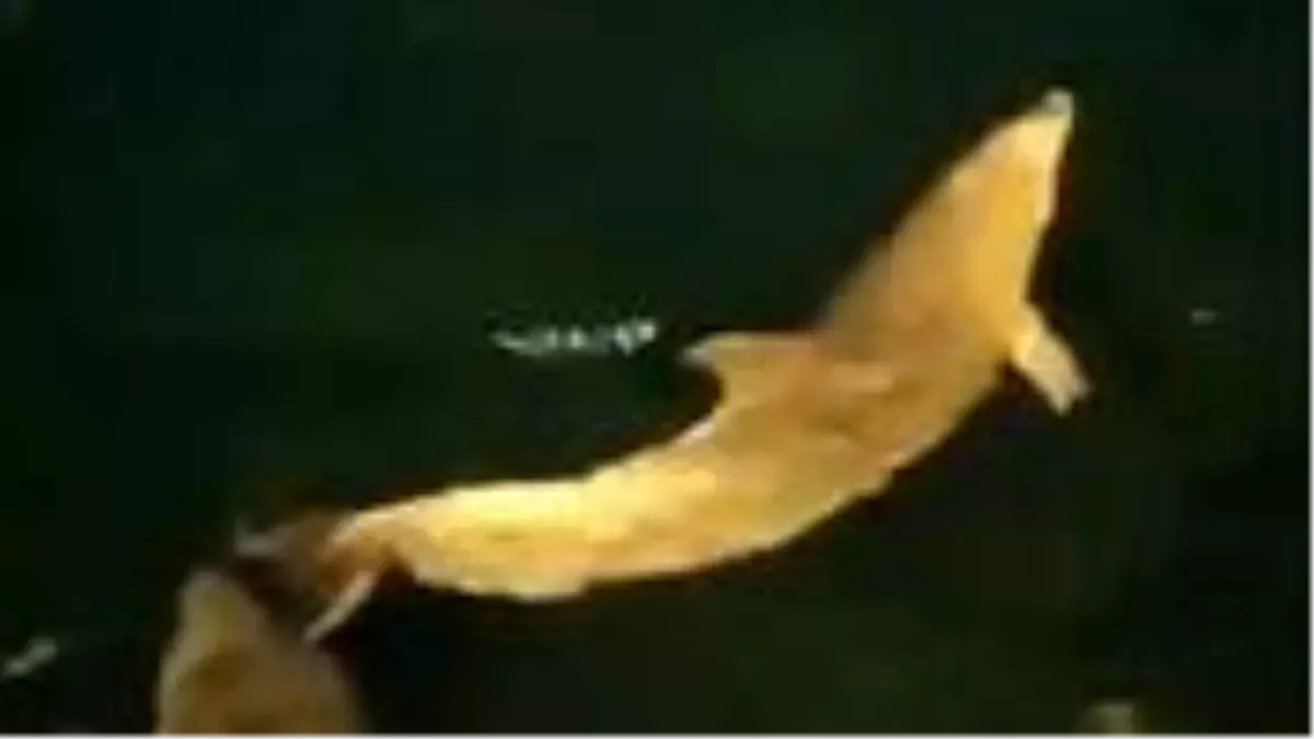 Yunuslar, İstanbul Ortaköy Sahili'nde görüldü