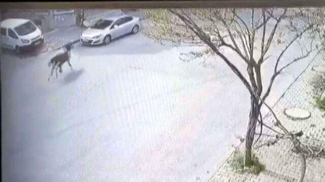 Arnavutköy'de başıboş at, park halindeki aracın üzerine çıkarak zarar verdi