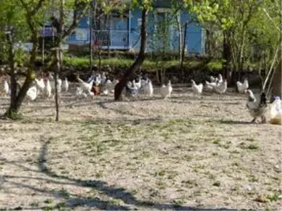 Bedriye teyzenin köy yumurtalarını Vefa Grubu tüketiciye ulaştırdı