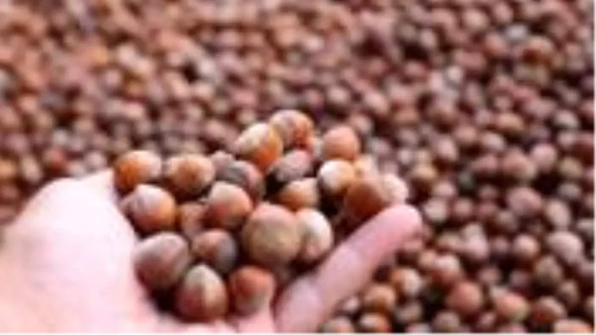 Koronavirüs döneminde kabuklu fındığın fiyatı 25 liraya yükseldi