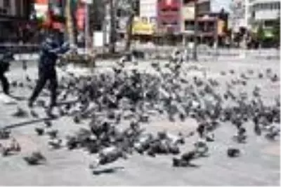 Tekirdağ'da güvercinleri zabıta besledi